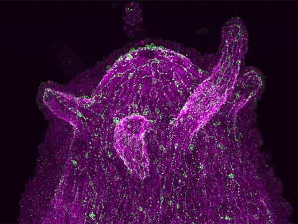 Las neuronas se comunican directamente con los microbios